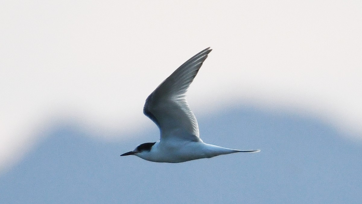 Arctic Tern - ML645813122