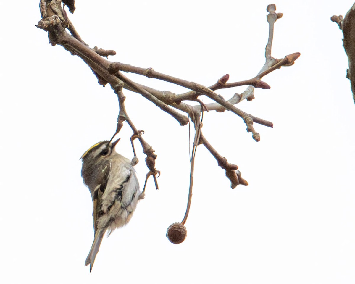 Golden-crowned Kinglet - ML645813137