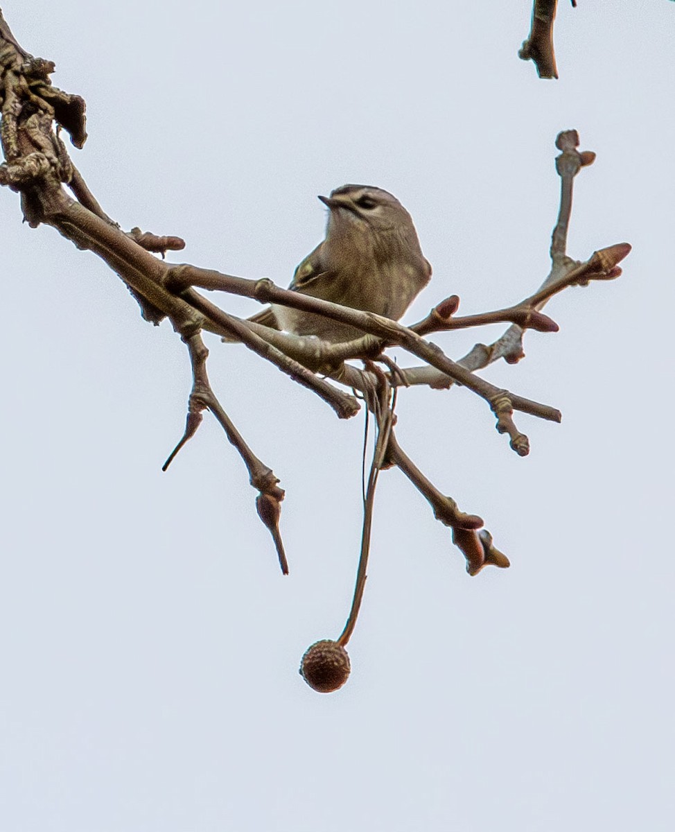 Golden-crowned Kinglet - ML645813138