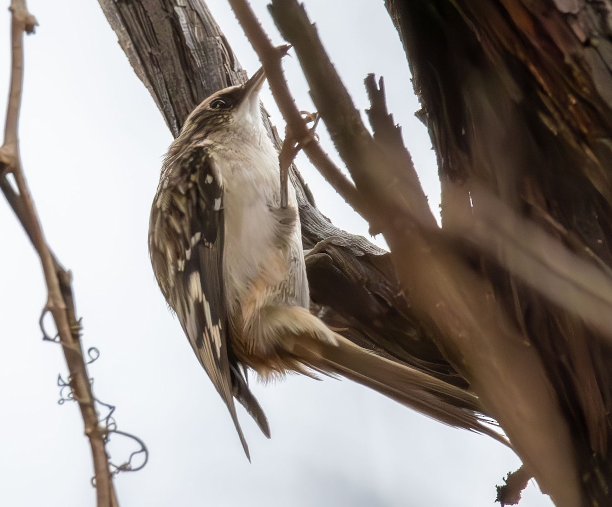 Brown Creeper - ML645813141