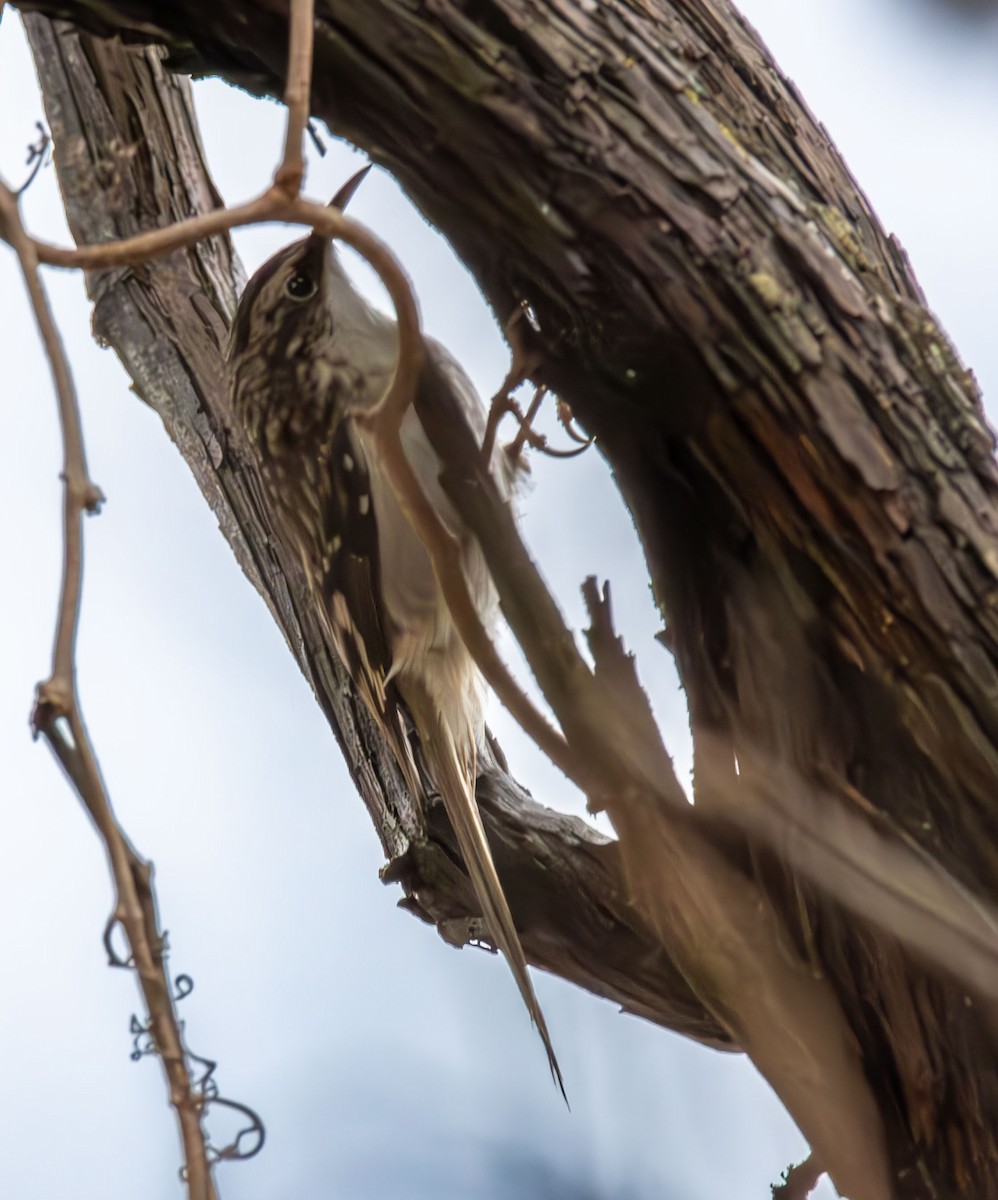 Brown Creeper - ML645813142