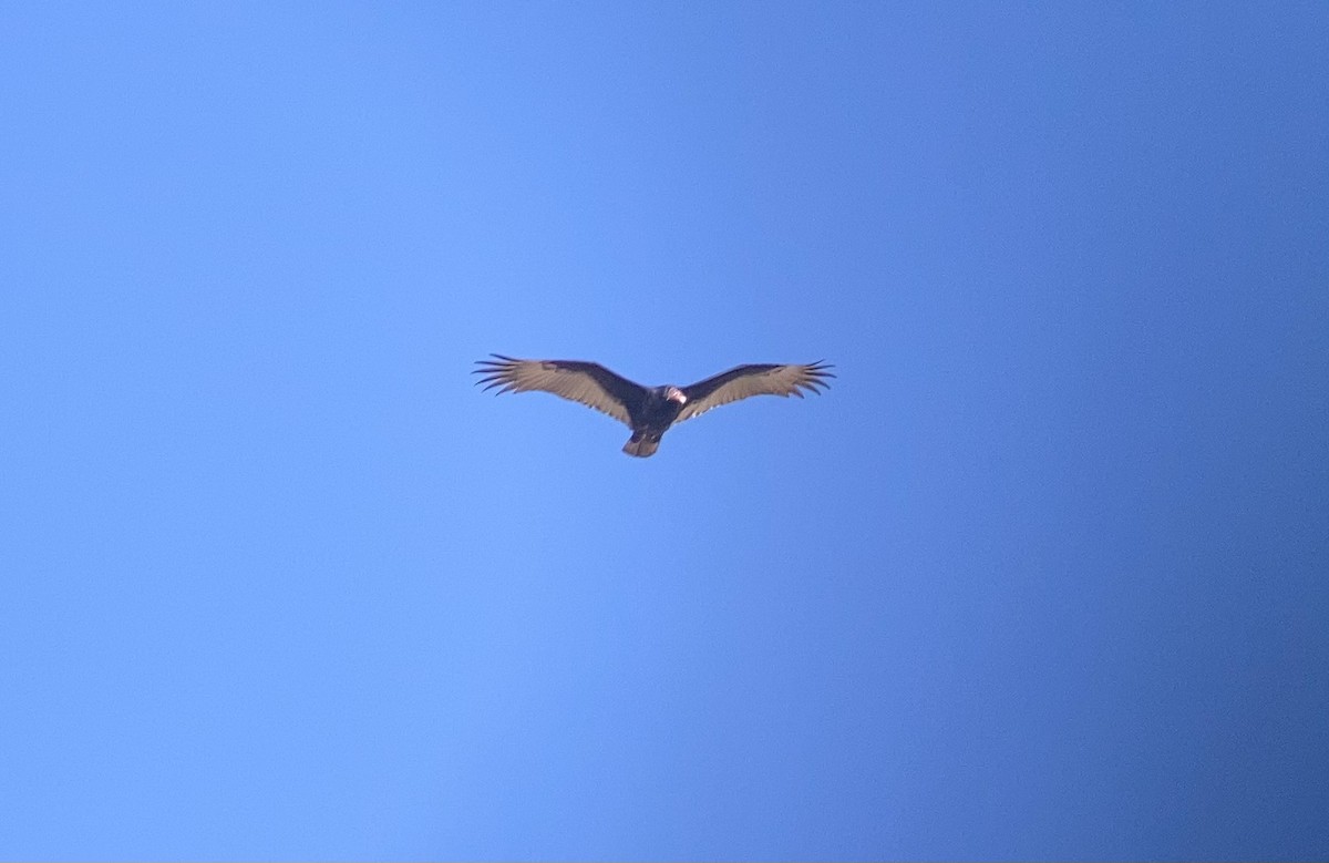 Turkey Vulture - ML645813143