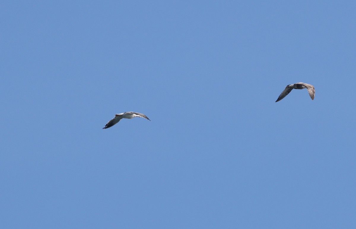 Zafferano - ML645813149