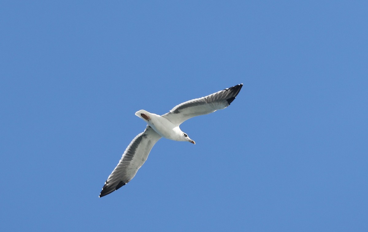 Zafferano - ML645813150