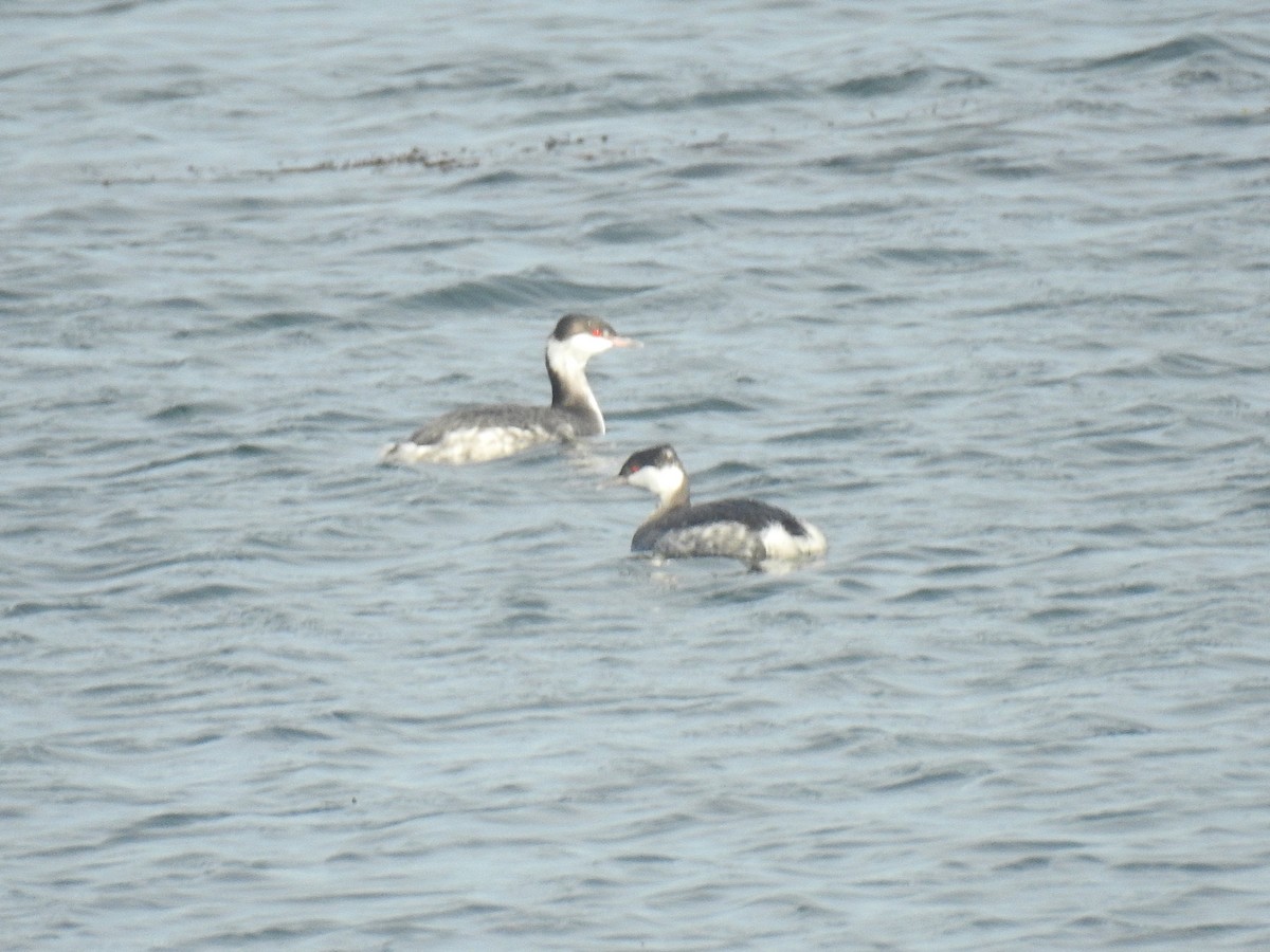 ミミカイツブリ - ML645813151