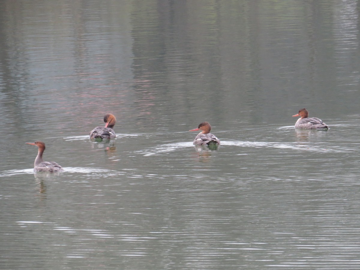 Red-breasted Merganser - ML645813153