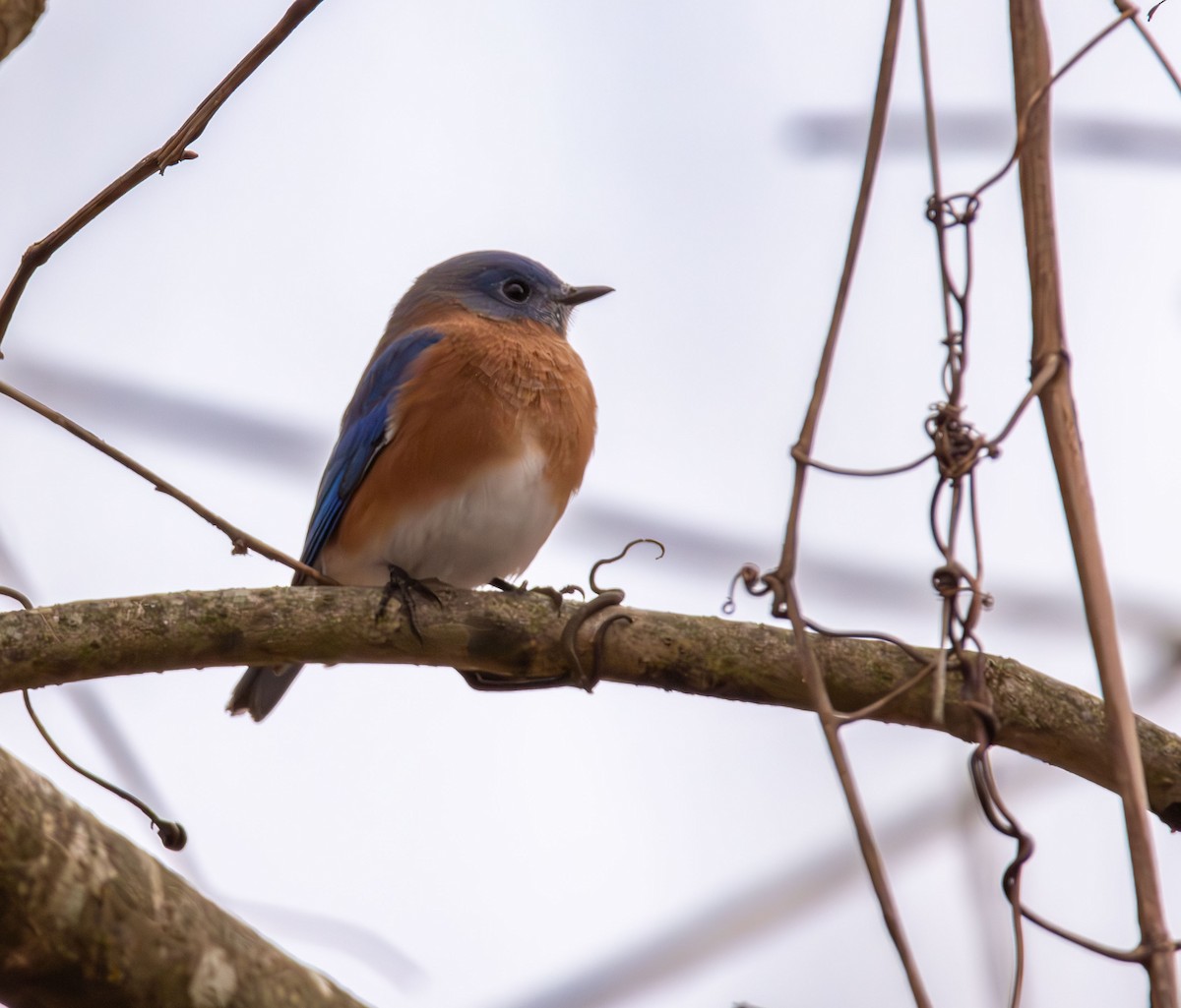 Eastern Bluebird - ML645813154
