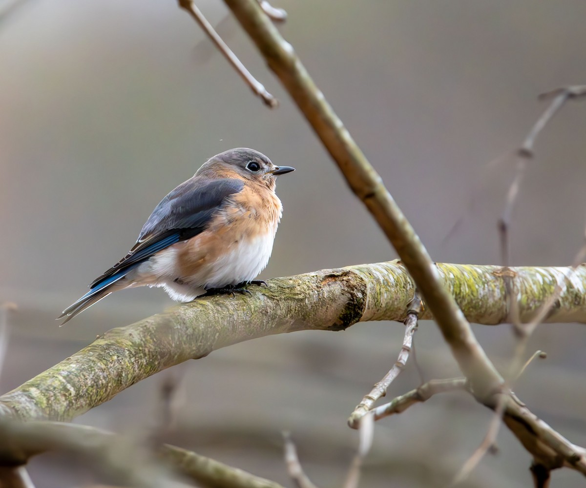 Eastern Bluebird - ML645813155