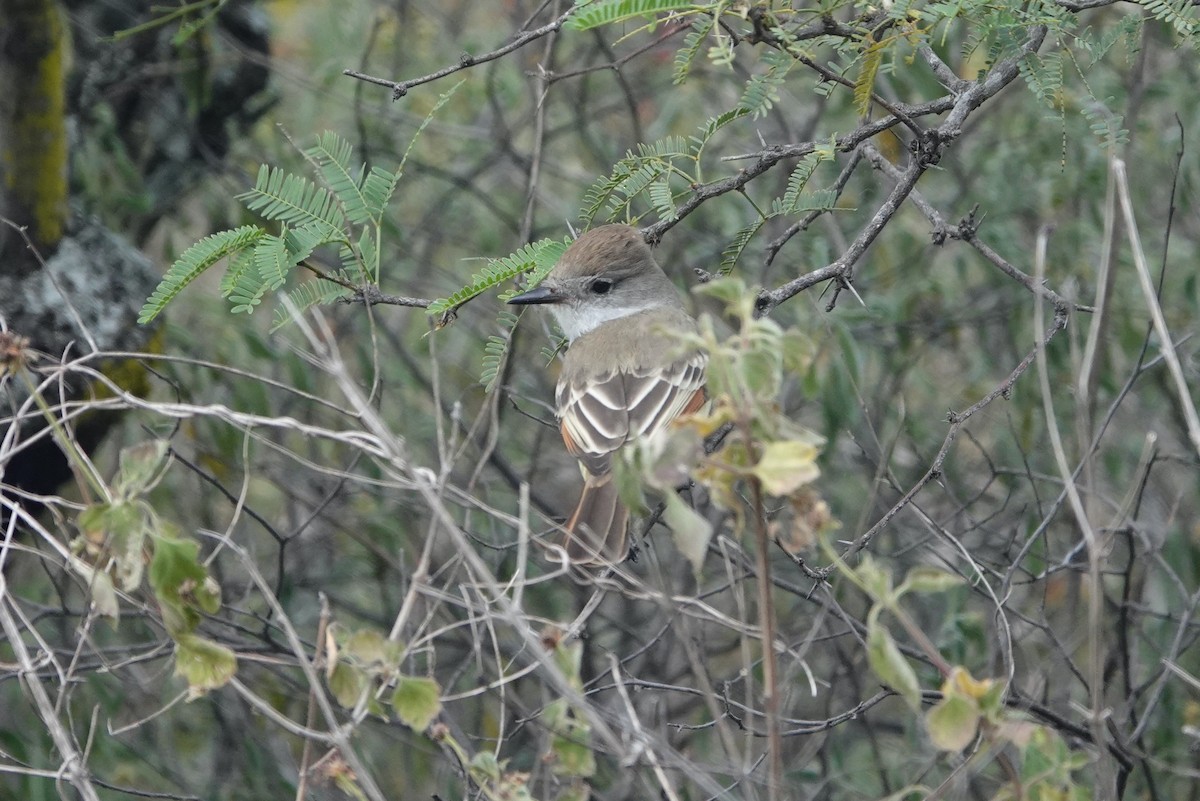 Nutting's Flycatcher - ML645813159