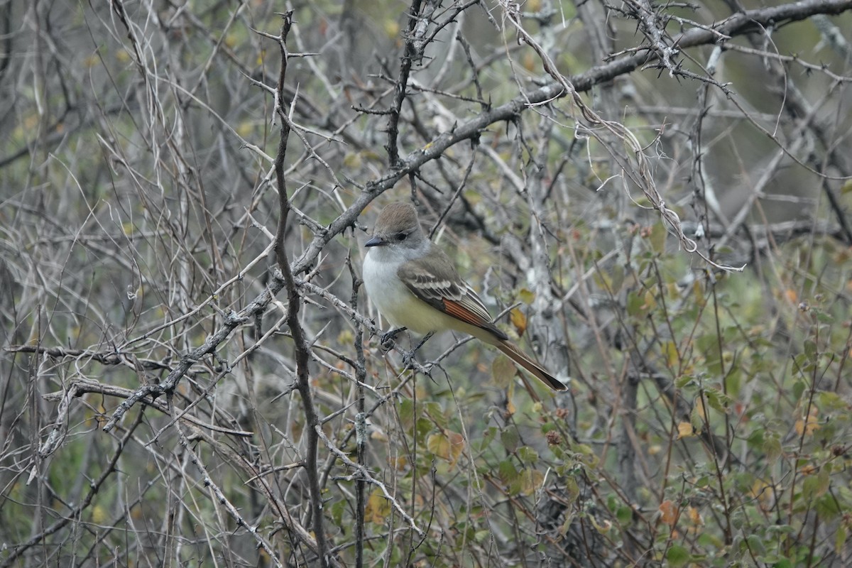 Nutting's Flycatcher - ML645813160