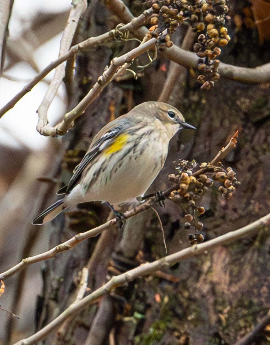 Yellow-rumped Warbler - ML645813161