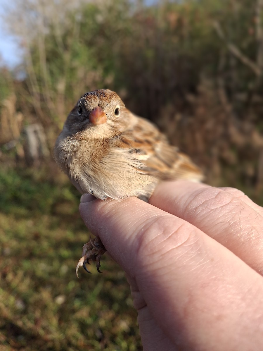 Field Sparrow - ML645813165