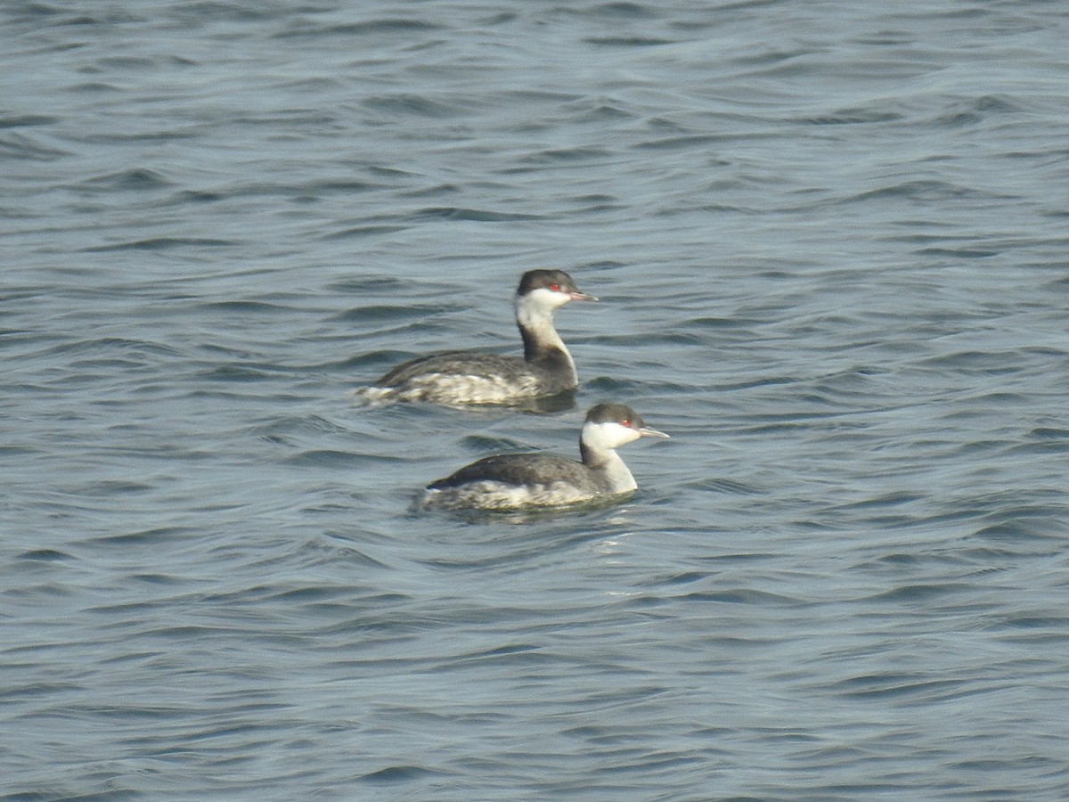 ミミカイツブリ - ML645813166