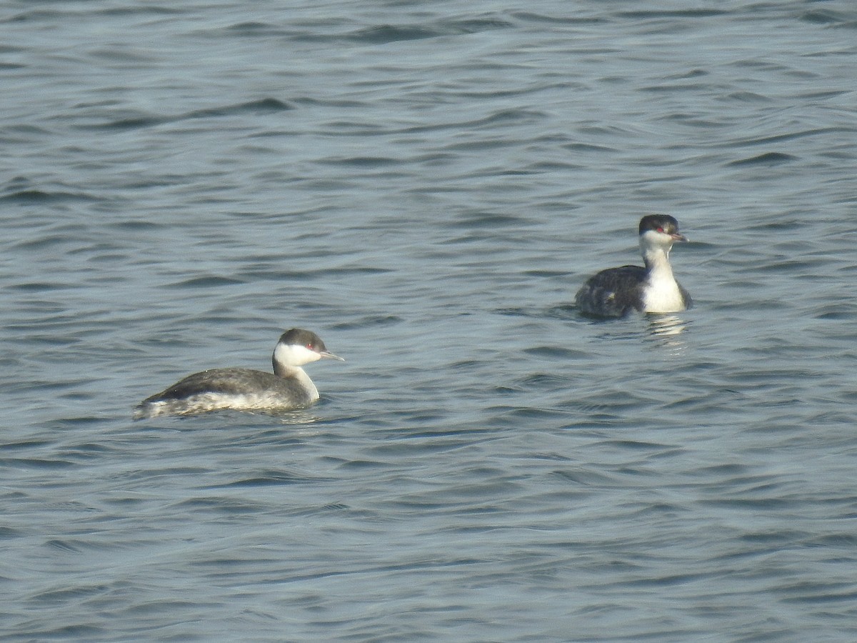 ミミカイツブリ - ML645813174