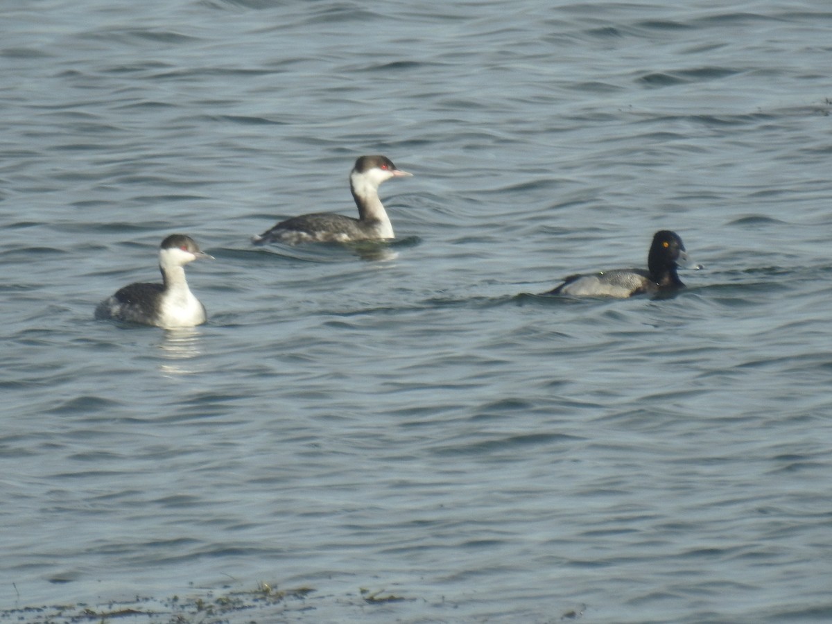 ミミカイツブリ - ML645813175