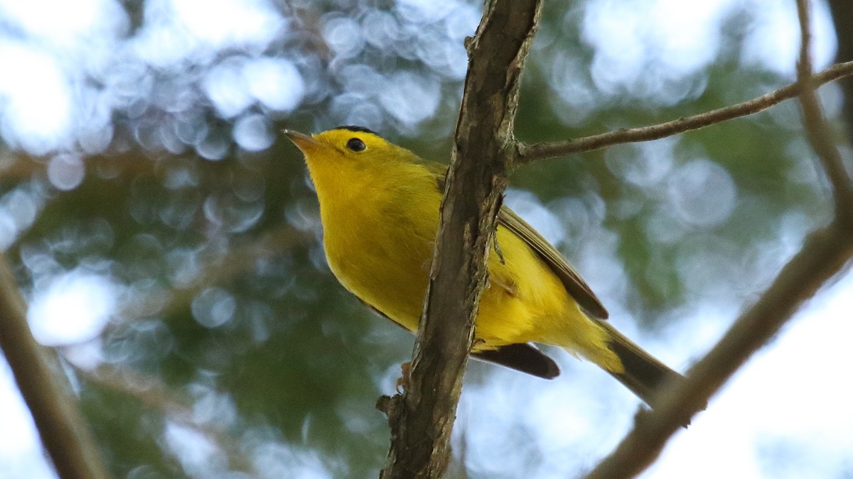 Wilson's Warbler - ML645813176