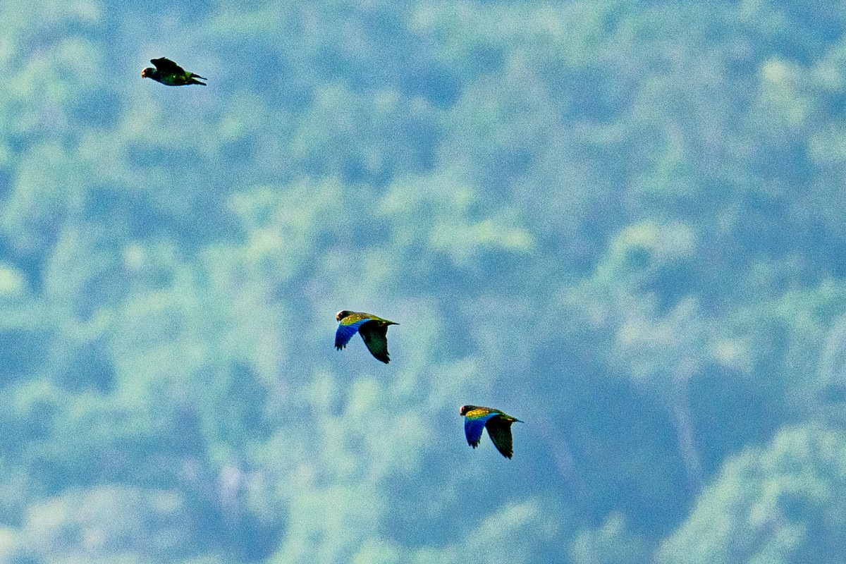 White-crowned Parrot - ML645813178