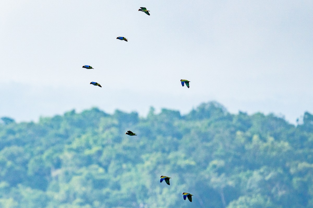 White-crowned Parrot - ML645813179