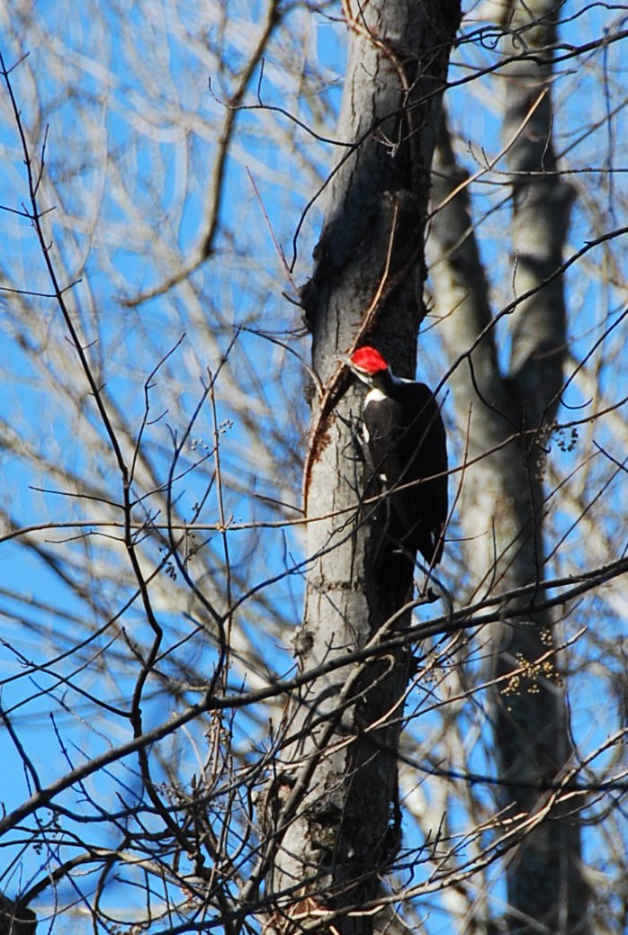 Жовна північна - ML645813180