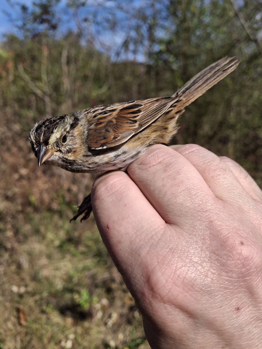 Bruant des marais - ML645813185