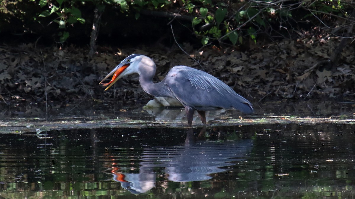 Great Blue Heron - ML645813186