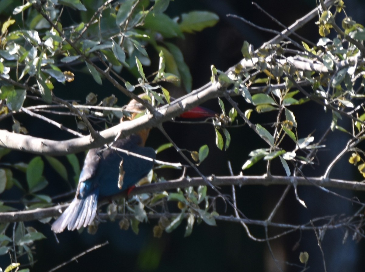 ledňáček čápozobý - ML645813193