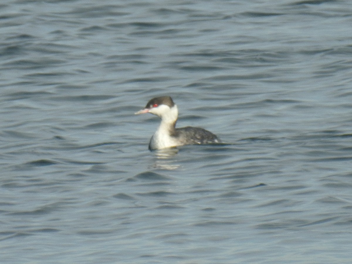 ミミカイツブリ - ML645813200