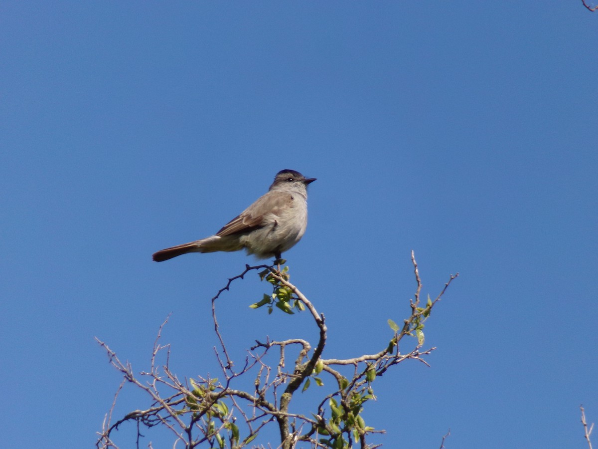 ハイイロキカムリタイランチョウ - ML645813201