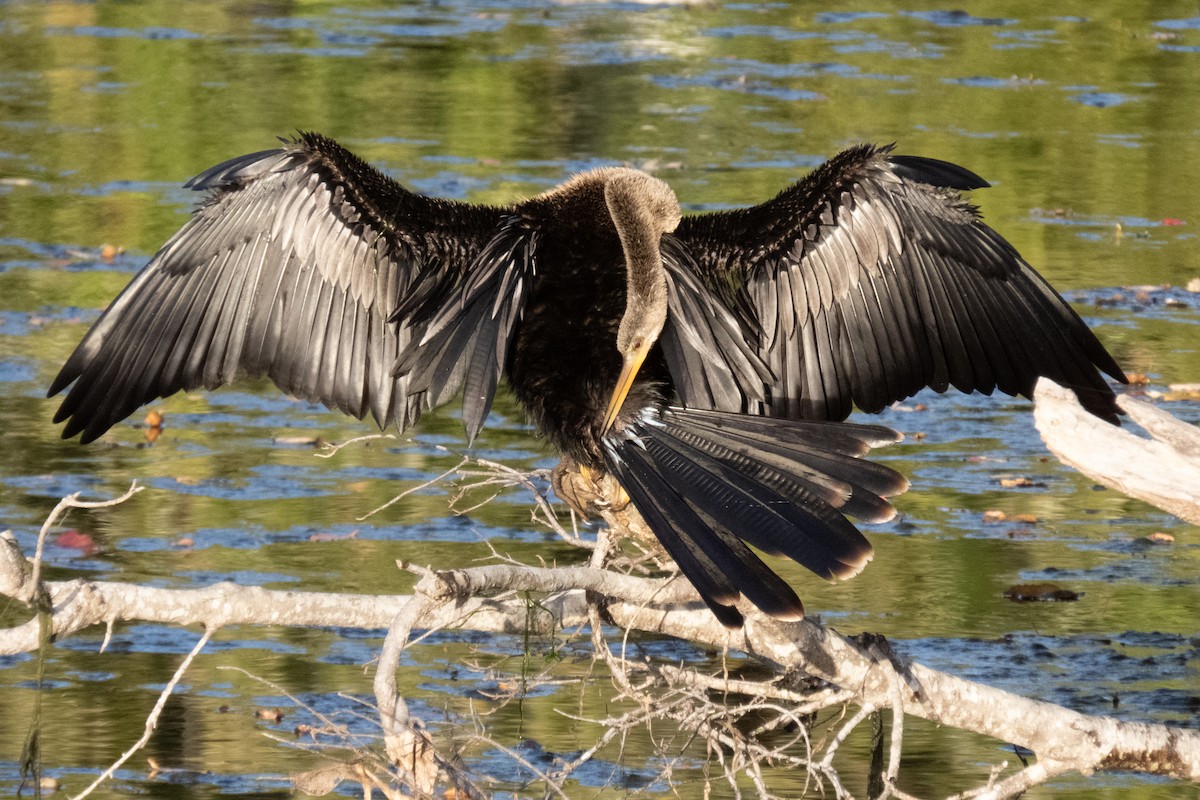 アメリカヘビウ - ML645813203
