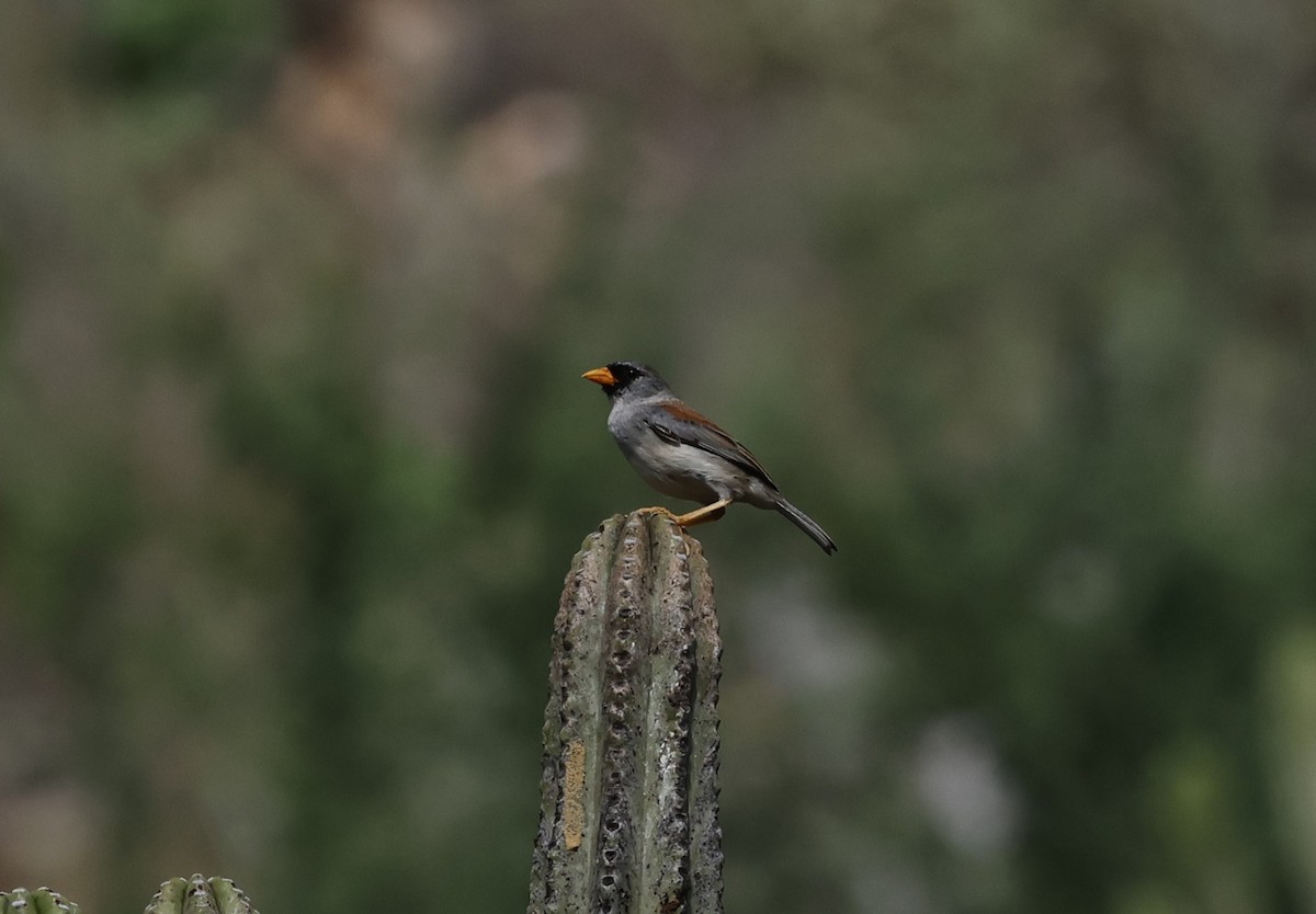 Küçük İnka İspinozu - ML645813204