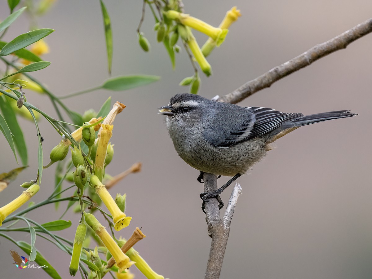 マルハシミツドリ - ML645813206