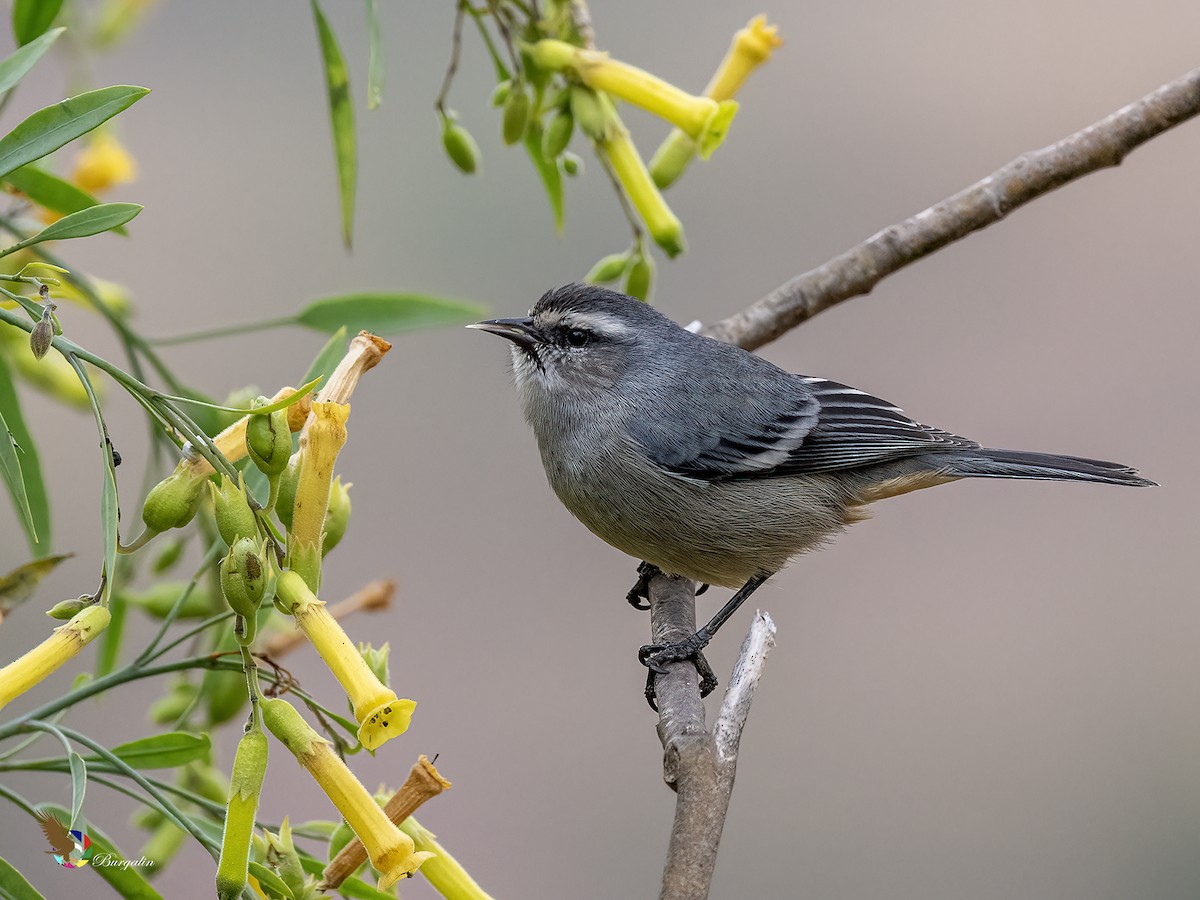 マルハシミツドリ - ML645813207