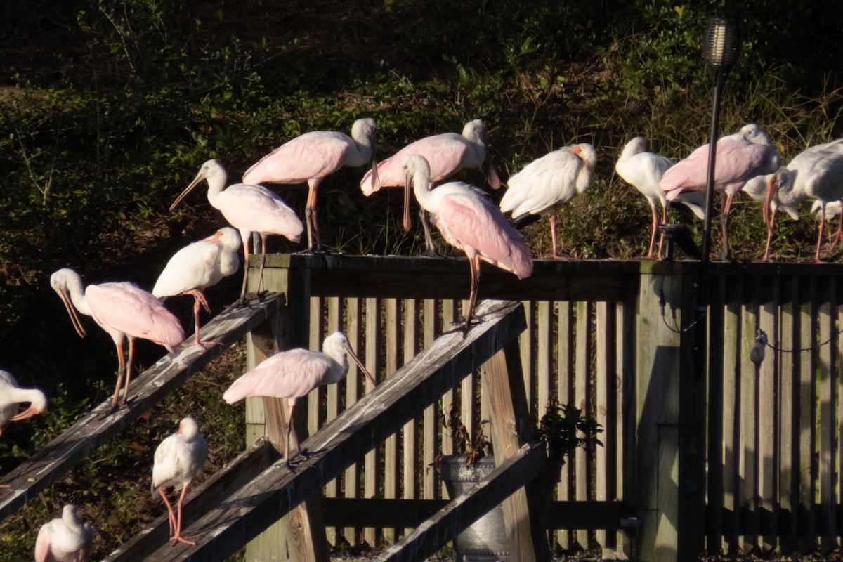 ベニヘラサギ - ML645813210