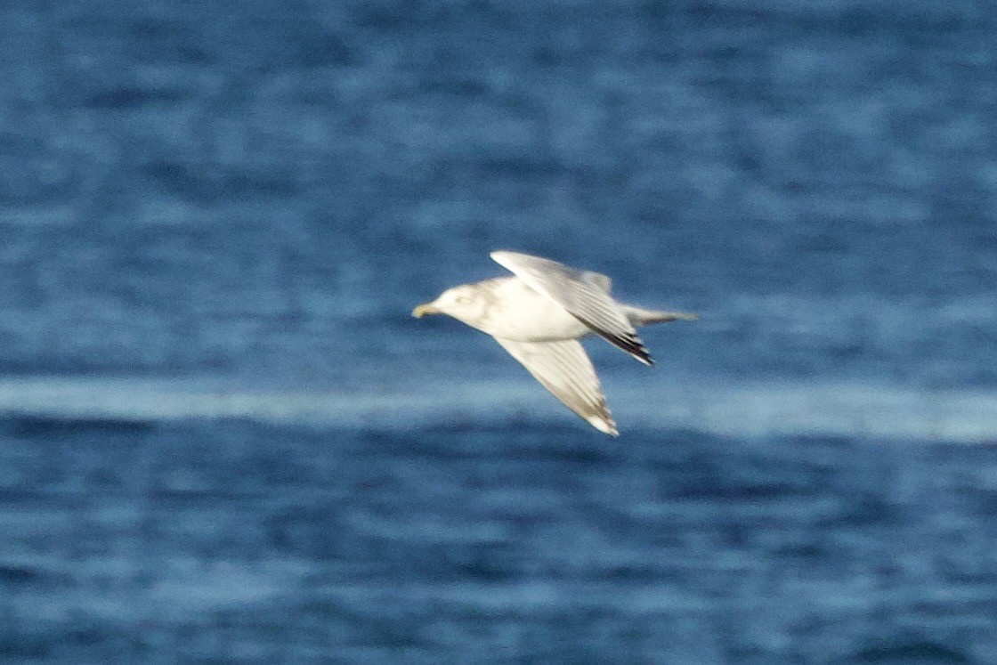 American Herring Gull - ML645813214