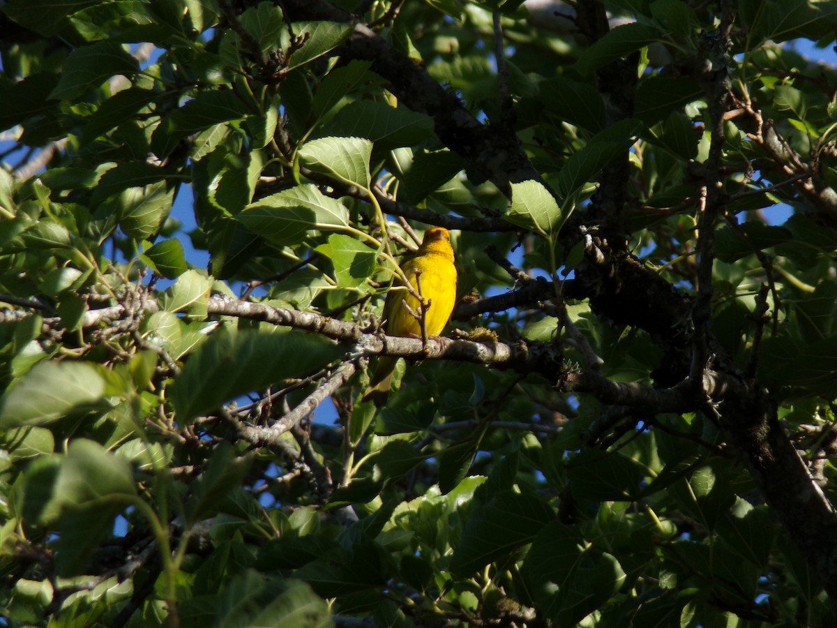 キンノジコ - ML645813223