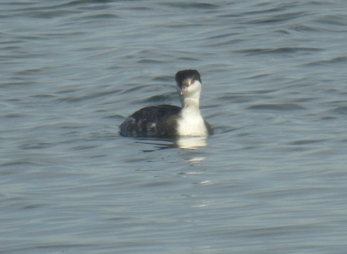 ミミカイツブリ - ML645813224