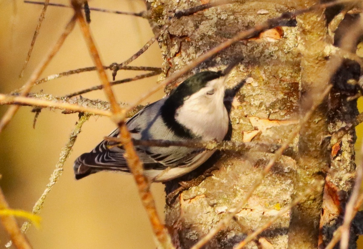 Sittelle à poitrine blanche - ML645813228