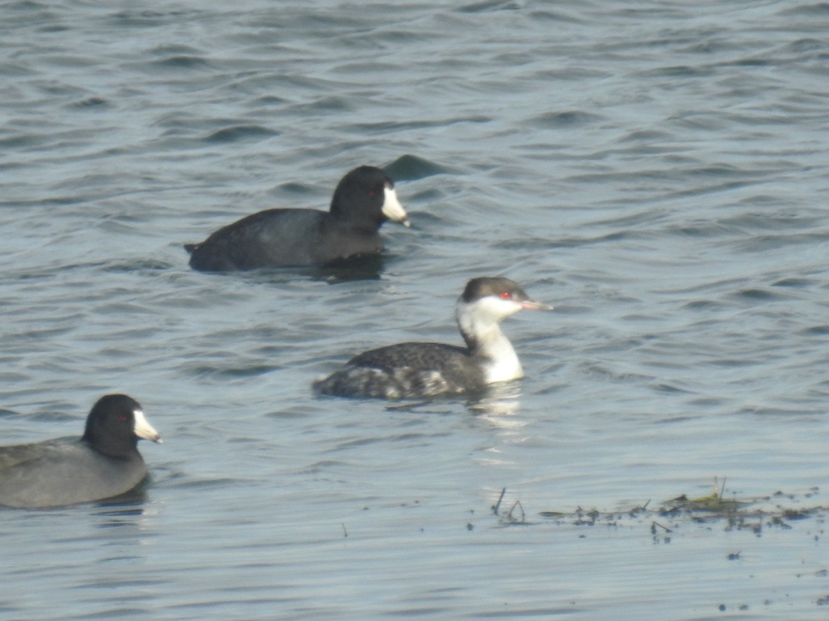 ミミカイツブリ - ML645813230