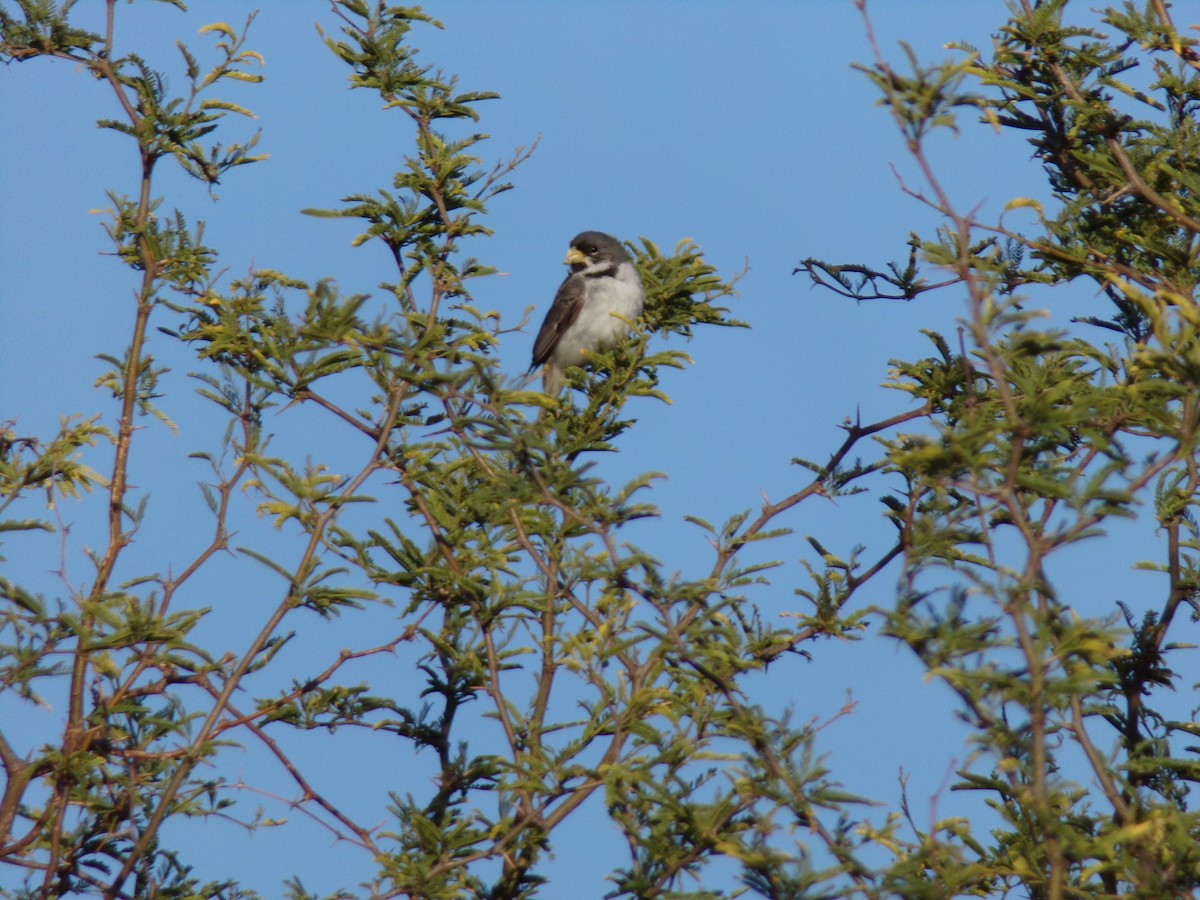 フタスジヒメウソ - ML645813232