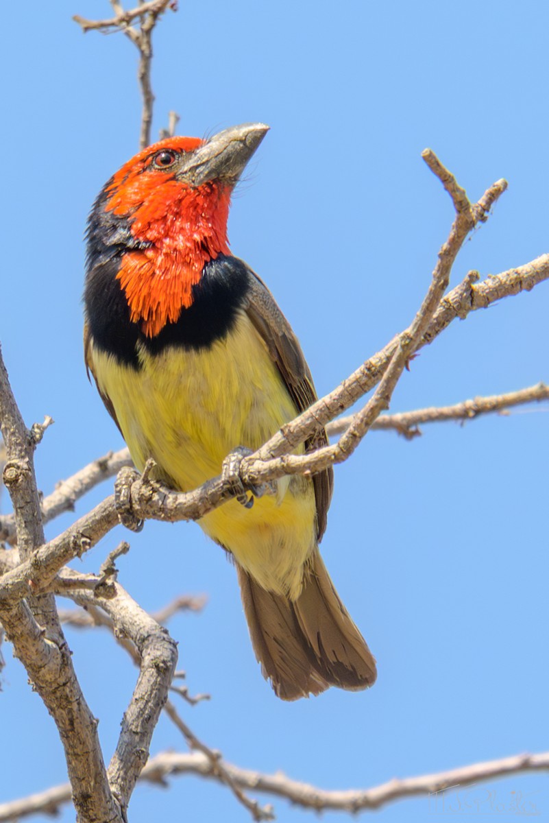 Лібія чорношия - ML645813233