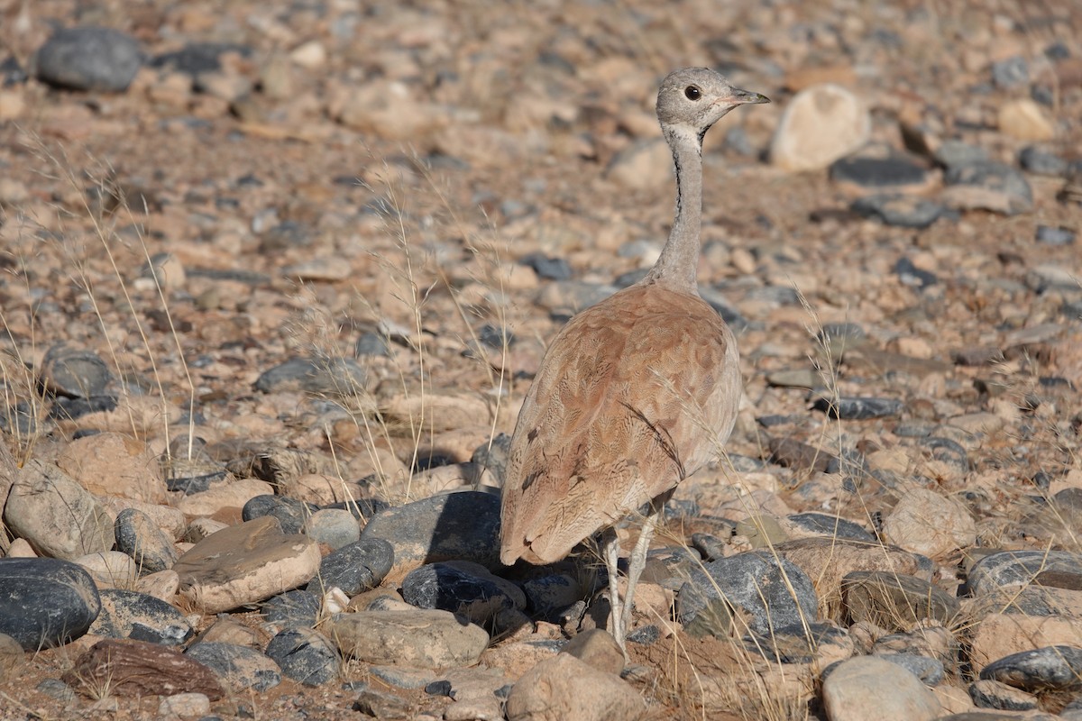 Rüppell's Bustard - ML645813238