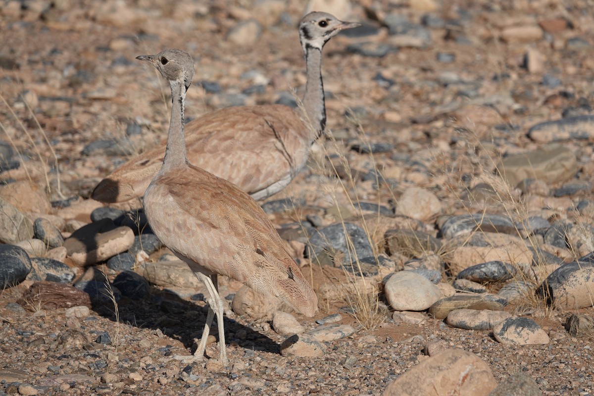 Rüppell's Bustard - ML645813239