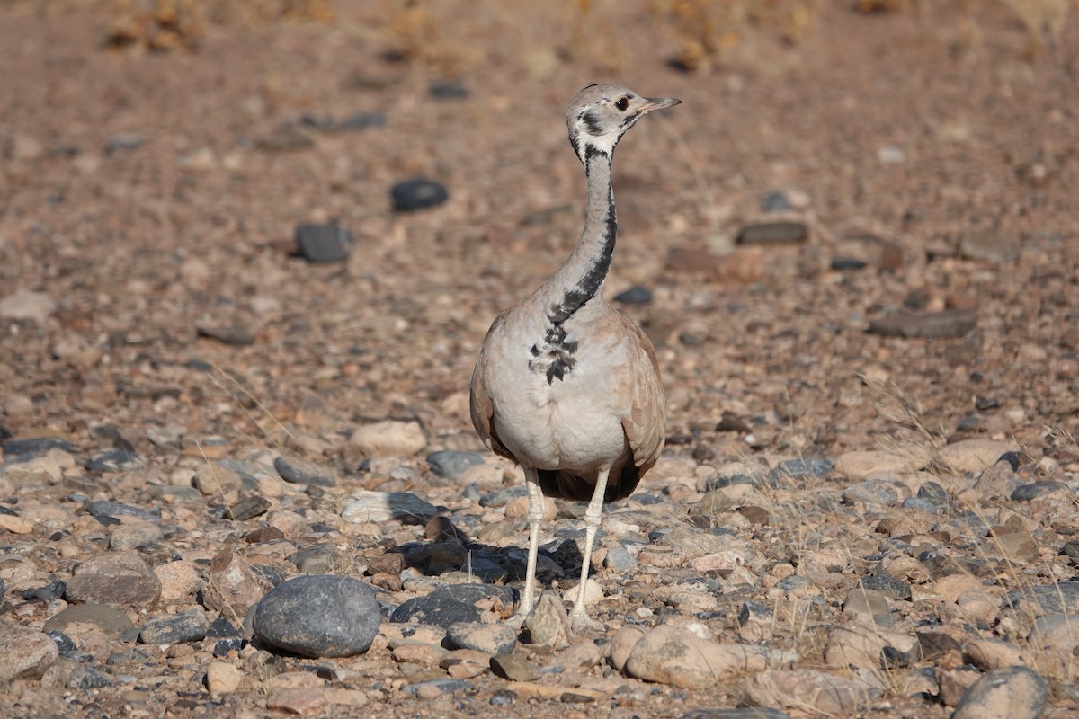 Rüppell's Bustard - ML645813240