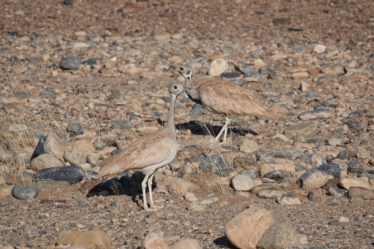 Rüppell's Bustard - ML645813241