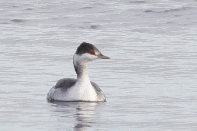 角鸊鷉 - ML645813245