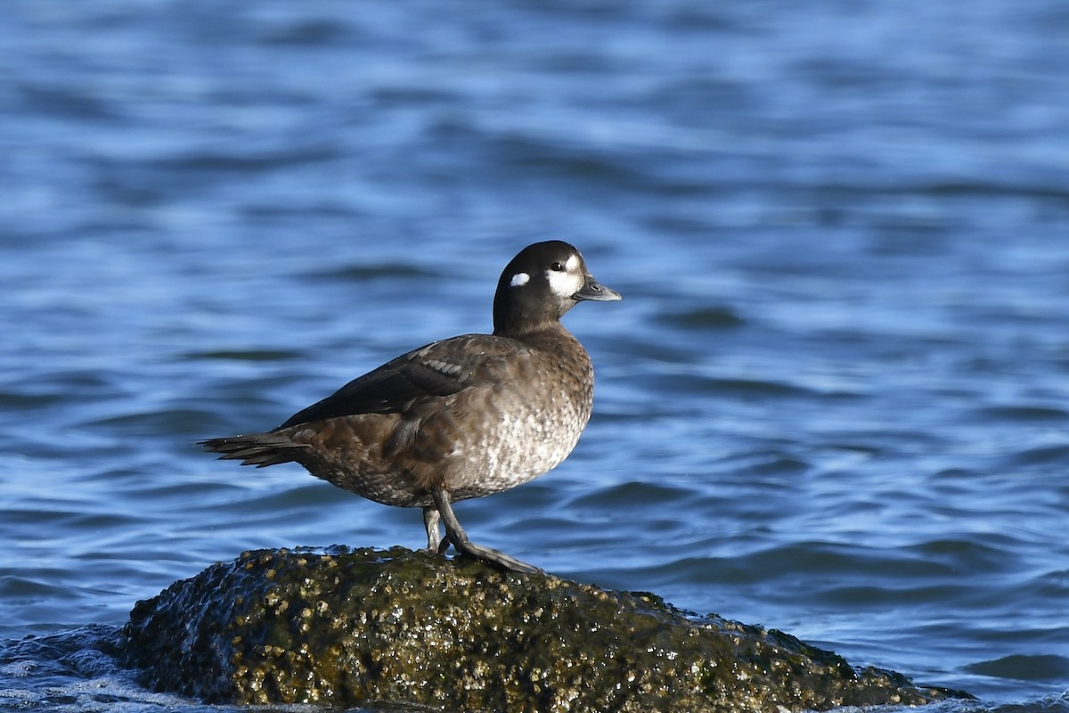 Harlequin Duck - ML645813248