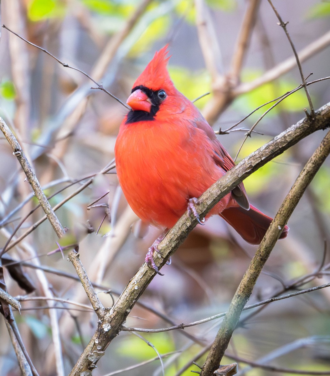 Northern Cardinal - ML645813249