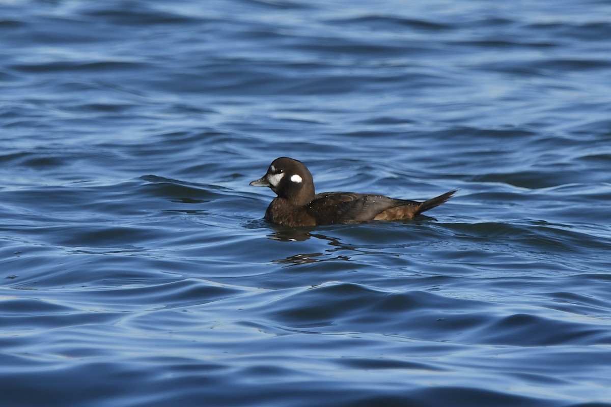 Harlequin Duck - ML645813253