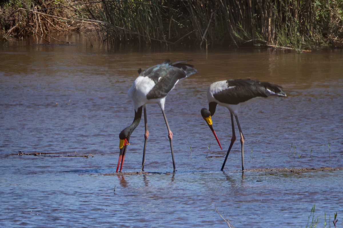Saddle-billed Stork - ML645813254