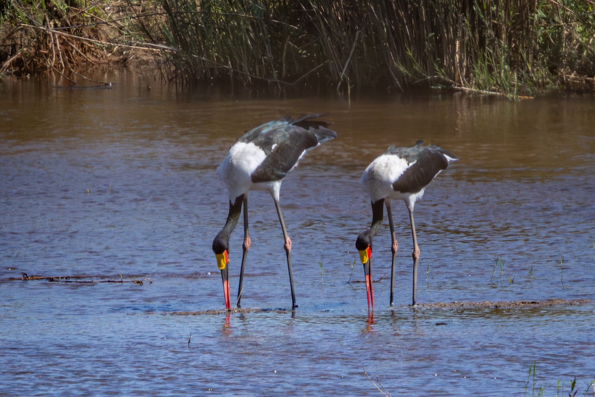Saddle-billed Stork - ML645813255